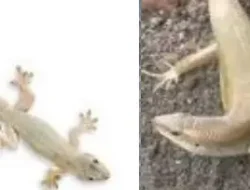 Khusus untuk Anak-anak, Cerita Cicak & Kadal, Berikut Perbedaannya