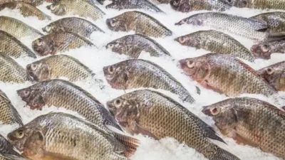 Terkena Asam Urat, Ini Jenis Ikan Yang Aman Dikonsumsi