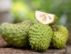 Sirsak Ternyata Bermanfaat Bagi Kesehatan, Ini Enam Manfaatnya
