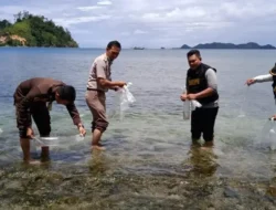 Hasil Tangkapan, Ribuan Benih Lobster Dilepasliarkan