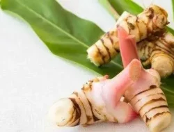 Lengkuas: Rempah Ajaib dengan Segudang Manfaat Kesehatan