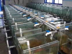 Konservasi Alam Melalui Budidaya Ikan Hias Nemo Bantu Topang Ekonomi Masyarakat