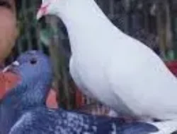 Kisah 2 burung merpati di Kampung-ku, jenis ini dikenal mahal