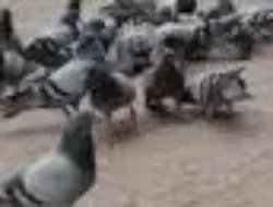 Bermain burung merpati sangat menyenangkan, ini tips hingga manfaatnya