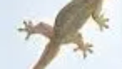 Ketika cicak-cicak kecil merayap di dinding rumah