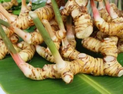 Lengkuas: Tanaman Obat dengan Khasiat Luar Biasa untuk Kesehatan