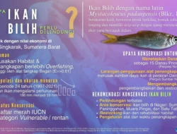 Bakal ada aturan pengeloaan ikan bilih, kok bisa ! begini penjelasan KKP