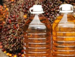 Jangan Khawatir BBM Langka, Sawit Bisa Jadi Pengganti