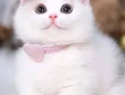 Mengenal Kucing, Salah Satu Binatang Populer Dipelihara di Dunia, Berikut Dampak Positif & Negatif 