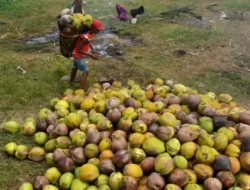 Nyiur Melambai sampai Jauh