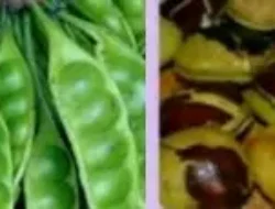 2 Lalapan Ini Bikin Bau Mulut & Kamar Mandi Tak Sedap, Tapi Disukai Bahkan Bikin Nafsu Makan  