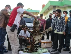 Tak Sepandai Seperti Harimau Buruannya, 4 Pelaku Penjual Kulit Harimau Diringkus Polda Riau, Begini Cerita Kapolda