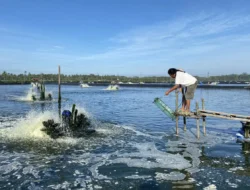 Cerita petambak udang Singkawang terkait produksinya, ada  andil PLN..kok bisa, apa hubungannya ?