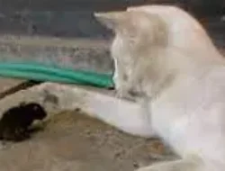 Ada Teka -teki Terkait Tikus & Kucing, Lumayan untuk Hiburan Lepas Lelah
